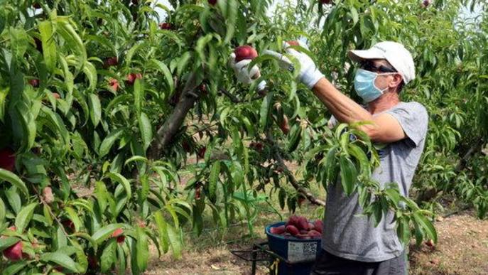 Treballador temporer agrari agrícola agricultura collita fruita préssec nectarina camp finca mascareta