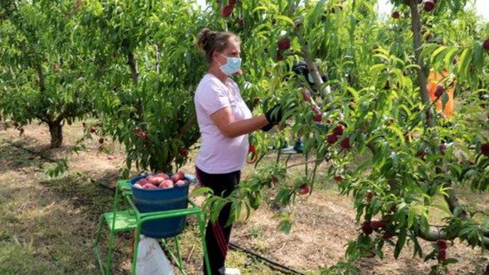 Treballador temporer agrari agrícola agricultura collita fruita préssec nectarina camp finca mascareta