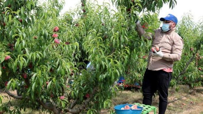 Treballador temporer agrari agrícola agricultura collita fruita préssec nectarina camp finca mascareta