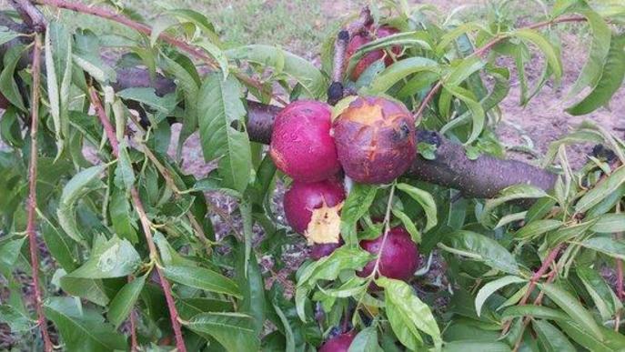 ⏯️ Una pedregada causa greus danys a les collites de fruita del Segrià