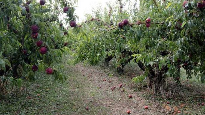 La fruita de pinyol del Baix Segrià afectada per la pedregada d'aquest dimarts