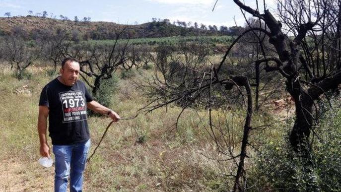 ⏯️ Els agricultors afectats per l'incendi de la Ribera, es bolquen en recuperar la seva producció