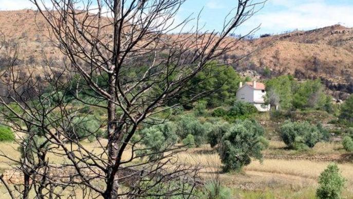 ⏯️ Els agricultors afectats per l'incendi de la Ribera, es bolquen en recuperar la seva producció