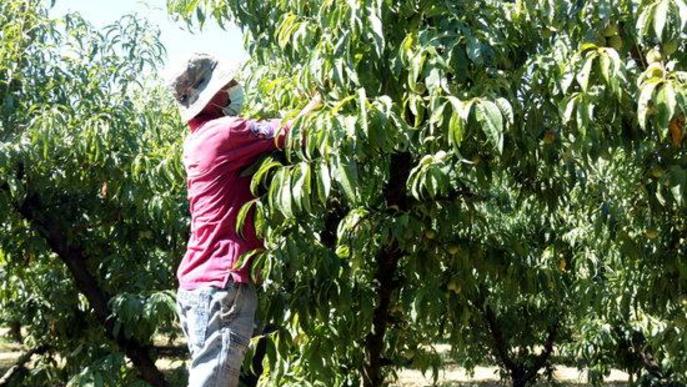 ⏯️ UP rebutja que es responsabilitzi el sector de la fruita del confinament decretat al Segrià