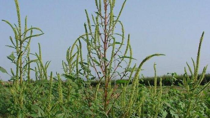 Una planta invasora resistent a herbicides infesta camps de panís de Lleida i Osca