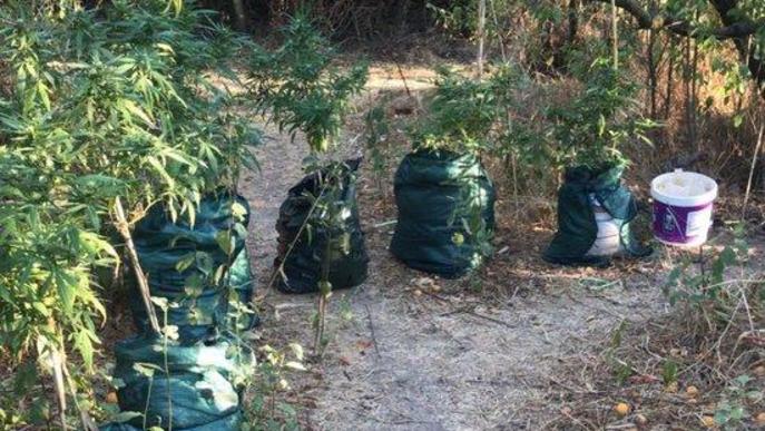 Dos detinguts a Aitona per cultivar 144 plantes de marihuana