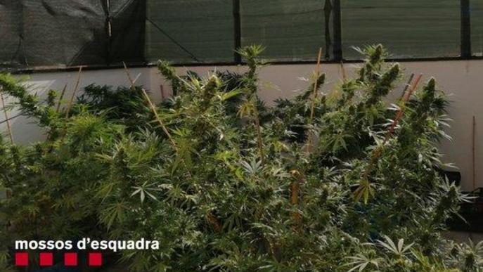 Pla de detall de la marihuana comissada en dos domicilis de Golmés. Imatge dels Mossos d'Esquadra