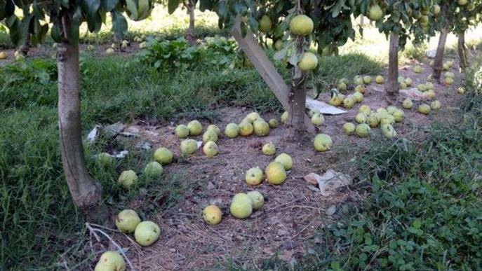 ⏯️ Les ventades provoquen importants danys a cultius i fruita tardana de Ponent