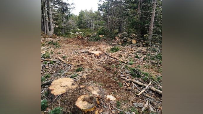 Entitats ecologistes denuncien una tala de bosc en una zona protegida de la Cerdanya