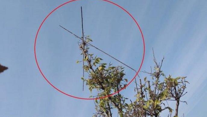 Pla obert on es poden veure les canyes de vímet col·locades en un arbre a Corbins per caçar ocells de manera il·legal