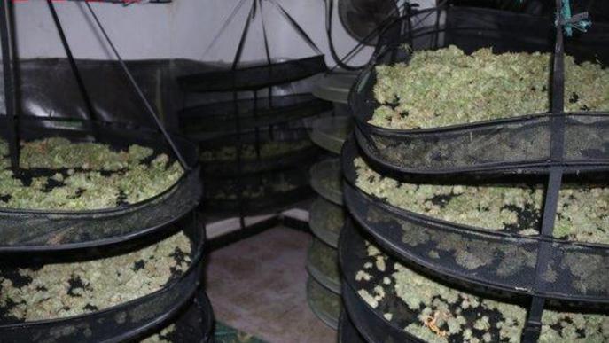 Pla detall d'alguns dels cabdells de marihuana comissats pels Mossos d'Esquadra en una finca d'Almenar