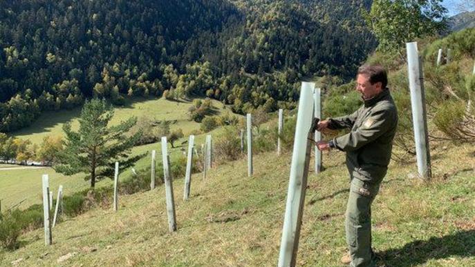 Plantaran 7.000 arbres fruiters entre el Pallars Sobirà i la Val d'Aran per restaurar l'hàbitat de l'os bru