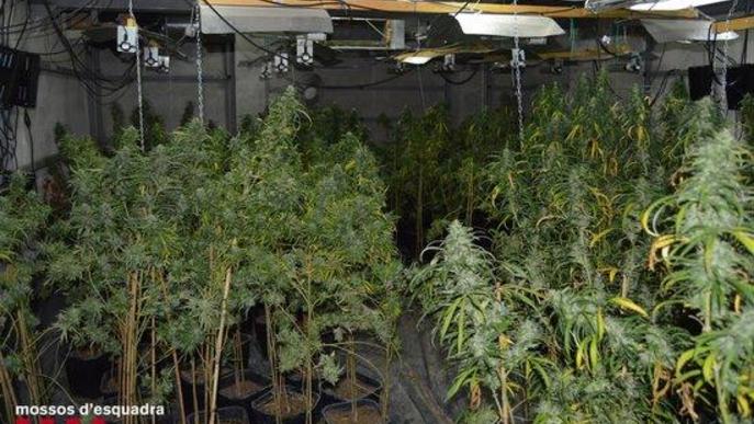 Detinguts per cultivar marihuana a l'interior d'un magatzem de Lleida