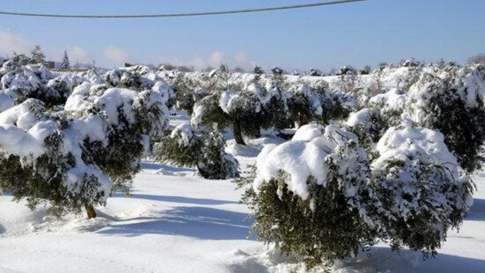 ⏯️ Pobles de les Garrigues acceleren la retirada de neu per evitar la formació de gel