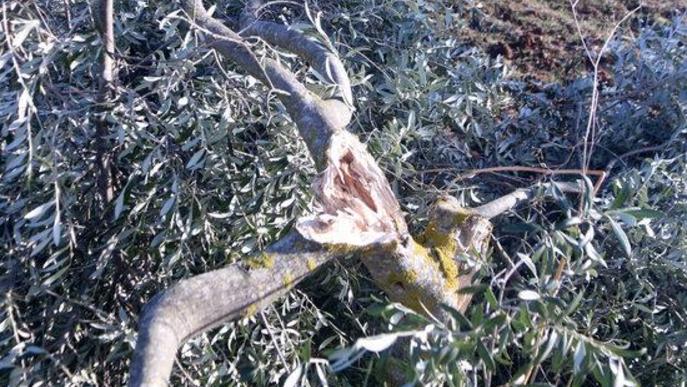 ⏯️ Línia d'ajuts per als productors d'oli afectats pel temporal Filomena