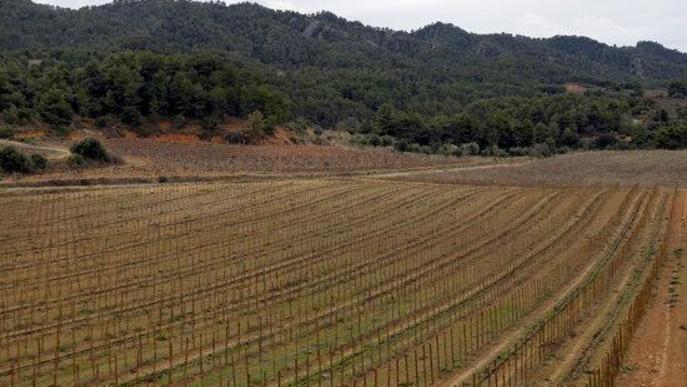 ⏯️ Denuncien la "massificació" de centrals eòliques i solars a Lleida