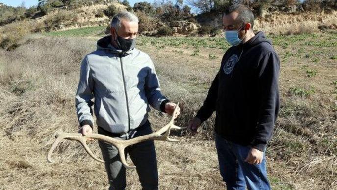 Dos agricultors mostrant una banya de cérvol que van trobar en un camp de cereals a Biosca.