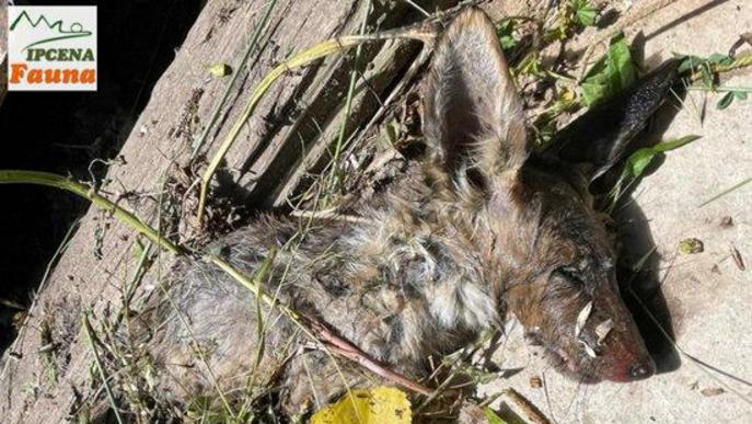 Ipcena denuncia més ofegaments de fauna salvatge al canal d'Urgell