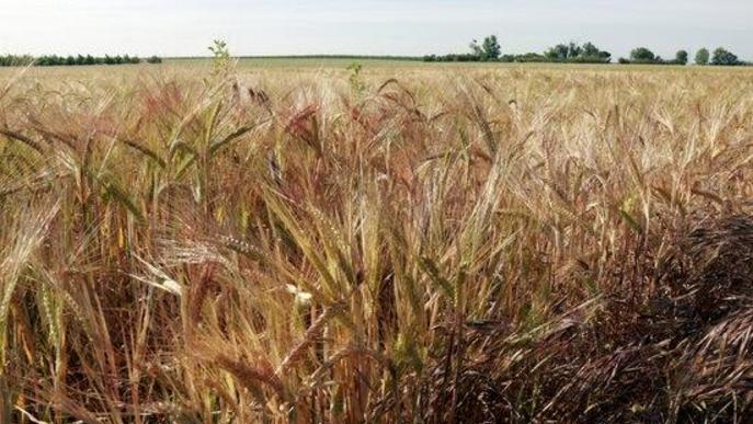 Unió de Pagesos no preveu "una gran campanya" del cereal per la falta de pluges