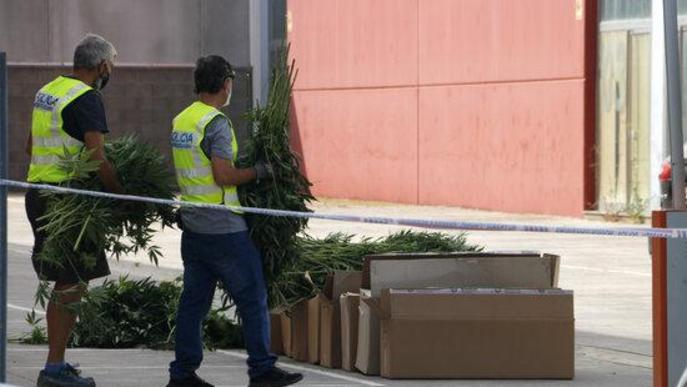 ⏯️ Desmantellen un cultiu interior de marihuana en una nau industrial a Torrefarrera