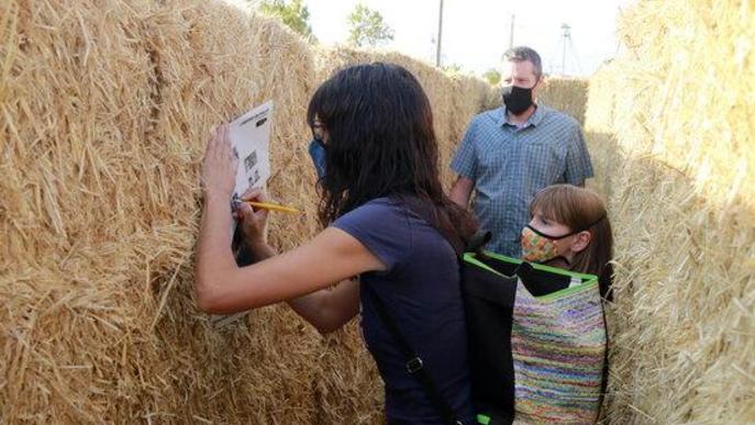 ⏯️ Un laberint fet amb més de 300 bales de palla promou el turisme a la Segarra