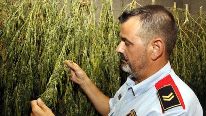 ⏯️ Els Mossos alerten d'un augment "exponencial" de plantacions de marihuana a Ponent