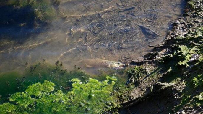 ⏯️ Denuncien la mort de peixos al pantà de la Torrassa a causa d'una "baixada brusca" del nivell d'aigua