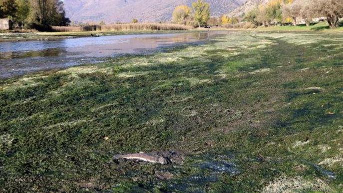 ⏯️ Denuncien la mort de peixos al pantà de la Torrassa a causa d'una "baixada brusca" del nivell d'aigua