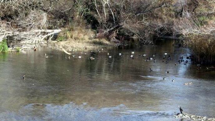 ⏯️ Troben 13 ocells morts més a la zona del focus de grip aviària detectat a un poble del Segrià
