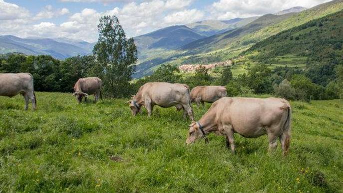 ⏯️ Una empresa catalana comença a exportar vedella ecològica i augmenta un 47% més de facturació