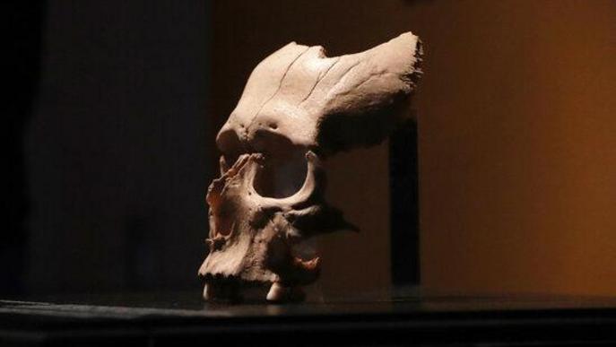 ⏯️ Troben un crani humà de fa 2.200 anys