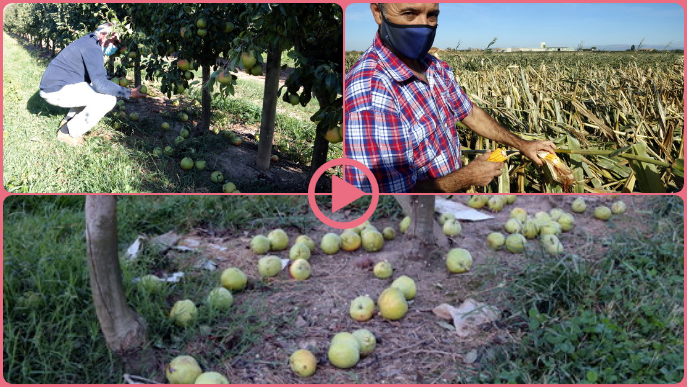 ⏯️ Les ventades provoquen importants danys a cultius i fruita tardana de Ponent