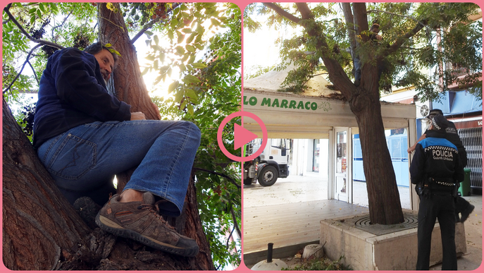 ⏯️ El portaveu d'Ipcena puja a l'arbre que la Paeria vol talar a la plaça Sant Joan