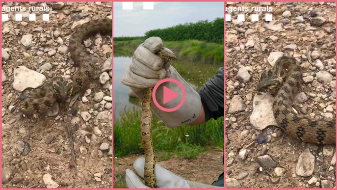 ⏯️ Els Agents Rurals rescaten una serp atrapada a Arbeca