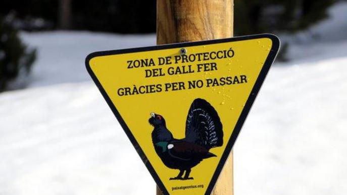 El Parc de l'Alt Pirineu instal·la rètols a Port Ainé per evitar el pas d'esquiadors a zones de protecció del gall fer 