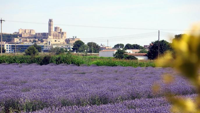 Aromes de Can Rosselló, l'essència de l'Horta de Lleida