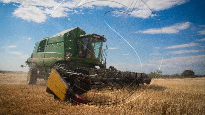 La collita de cereal a Catalunya cau un 30% per la calor i la sequera