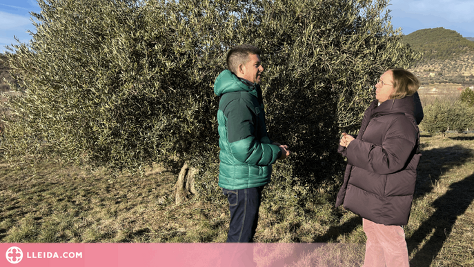 ⏯️ Identifiquen un total de 29 varietats locals d'olivera al Pallars Jussà