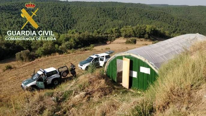La Guàrdia Civil de Lleida localitza 12 plantes de marihuana de gran grandària