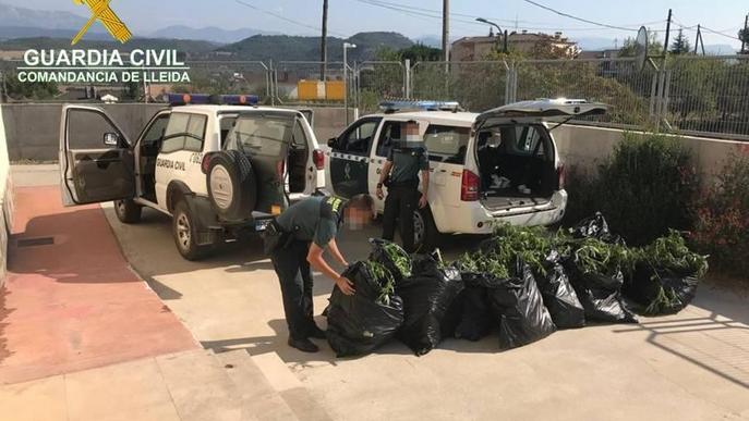 La Guàrdia Civil de Lleida localitza 12 plantes de marihuana de gran grandària