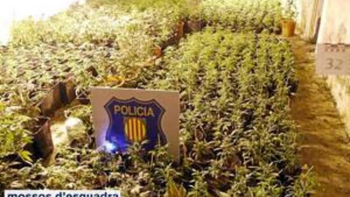 Detingut per cultivar més de 2.500 plantes de marihuana en una granja de Balaguer