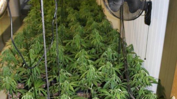 Detingut un home per cultivar més de 2.700 plantes de marihuana en una nau a les Borges Blanques