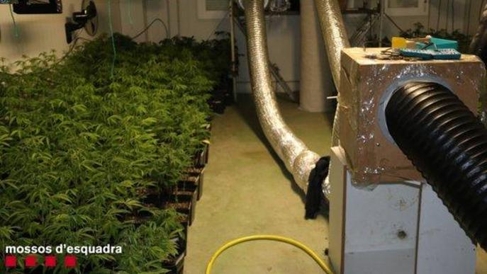 Detingut un home per cultivar més de 2.700 plantes de marihuana en una nau a les Borges Blanques