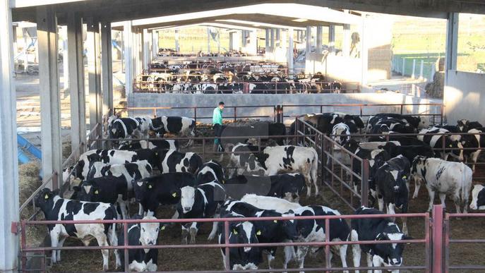 El Govern autoritzarà el ramader a vendre llet crua sense pasteuritzar