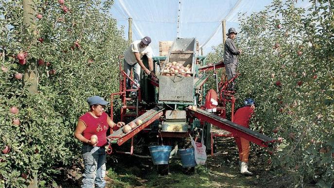 Campanya de Nufri per posar en relleu poma fuji de segona categoria