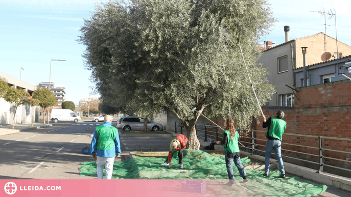 Voluntaris espigolen uns 200 quilograms d'olives en tres barris de Lleida per ajudar entitats socials
