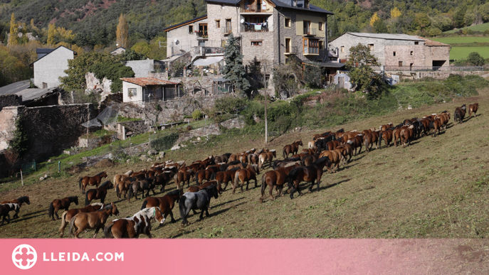 ⏯️ Més de 200 cavalls en transhumància travessen el Pallars Sobirà de punta a punta