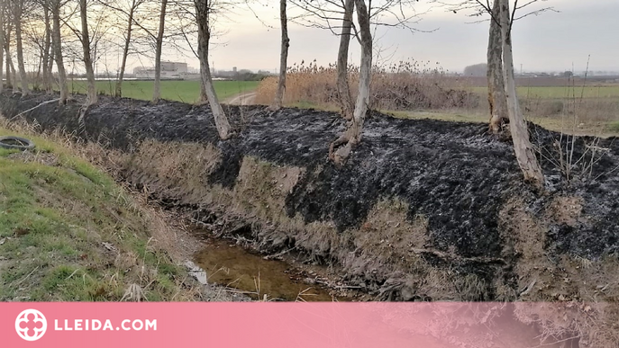 El canal d'Urgell condemna la crema d'arbres de la banqueta al Palau d'Anglesola i Bellvís