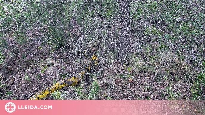 Enxampen i denuncien un furtiu reincident en una àrea privada de caça de les Garrigues