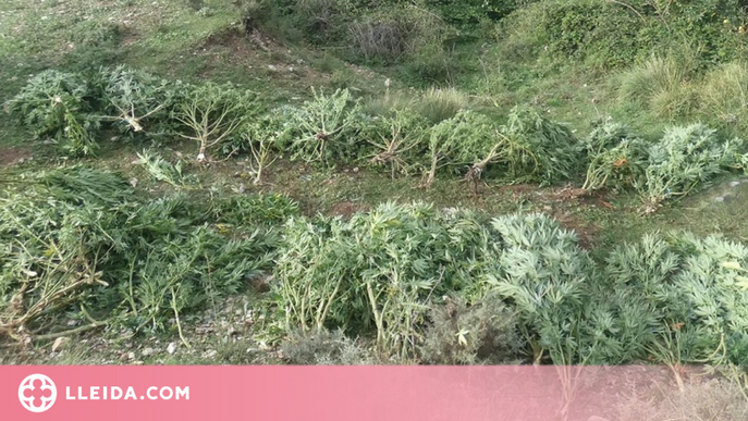 Els Mossos detenen un home i desmantellen una plantació de marihuana al Pallars Jussà